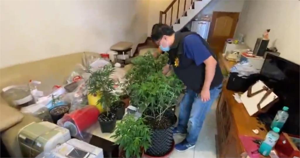 大麻農場藏民宅 嫌落網吐「全靠網路自學」