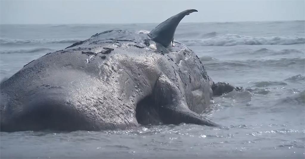 抹香鯨擱淺在蘇格蘭海灘上，胃部竟有近100公斤的塑膠垃圾。圖：台視新聞（資料照，圖非當事鯨）