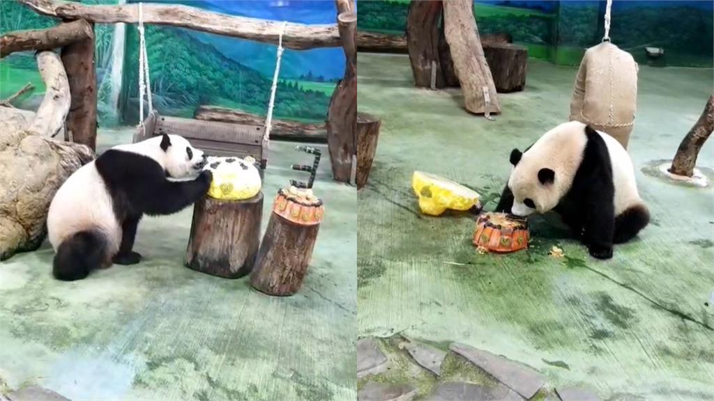 圓寶滿3歲，動物園舉辦慶生會。圖／翻攝自Facebook@Taipei Zoo 臺北市立動物園