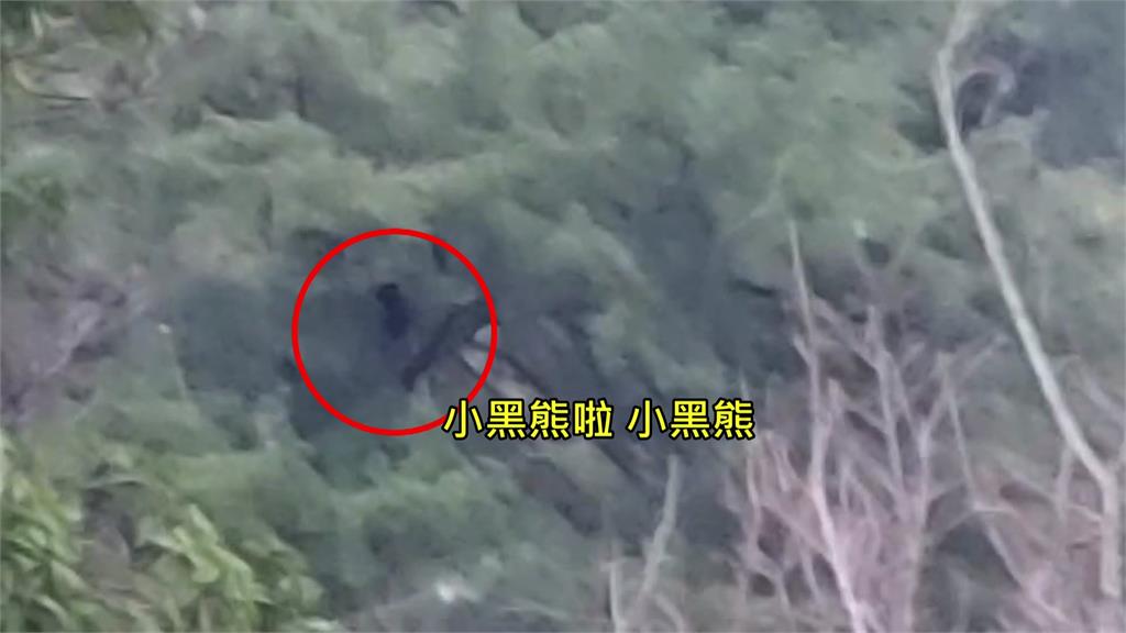 台中谷關有黑熊出沒，目擊民眾嚇得報警。圖／台視新聞