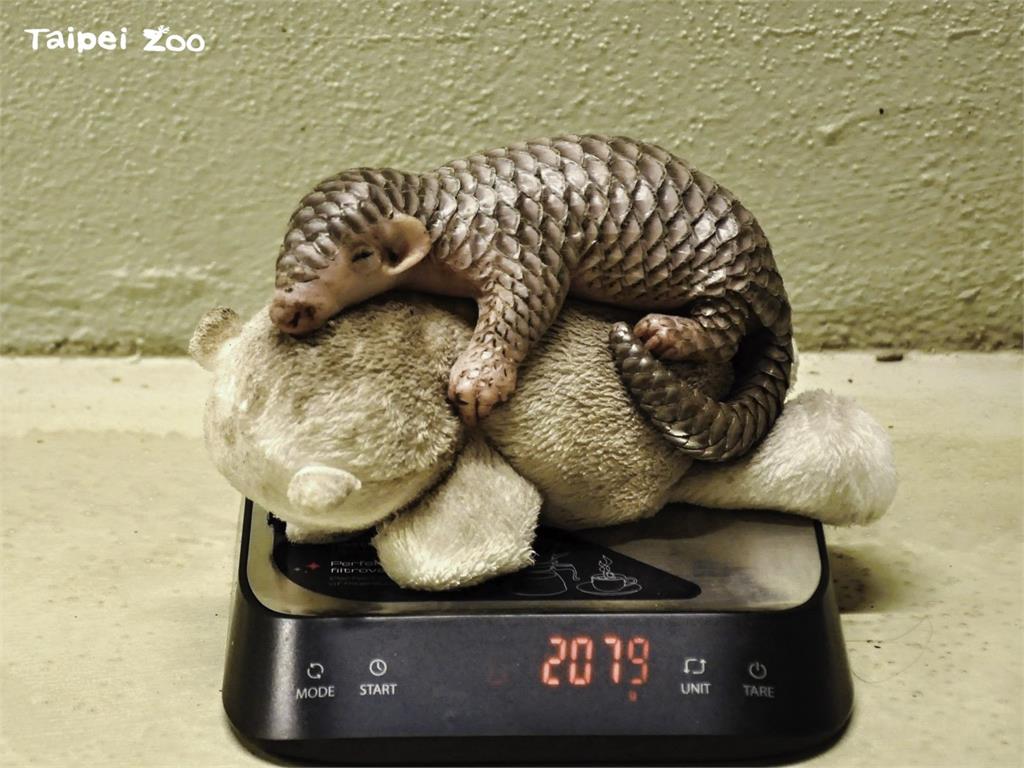 穿山甲寶寶體重正穩定增加。圖／布拉格動物園提供