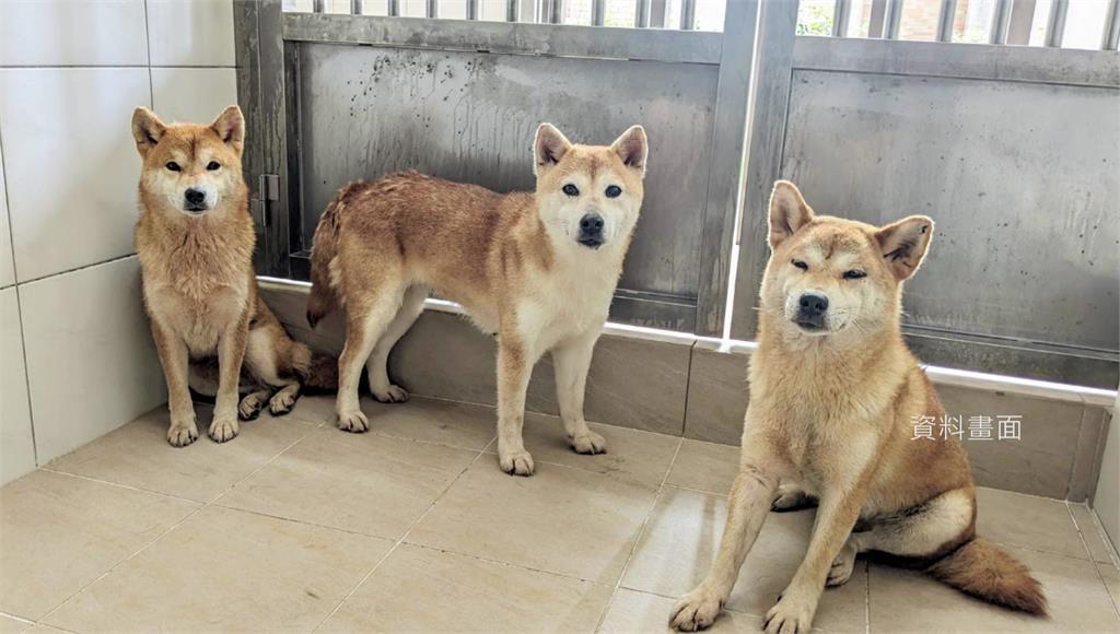 新竹縣惡意遺棄柴犬案　「柴」罰飼主41.5萬元