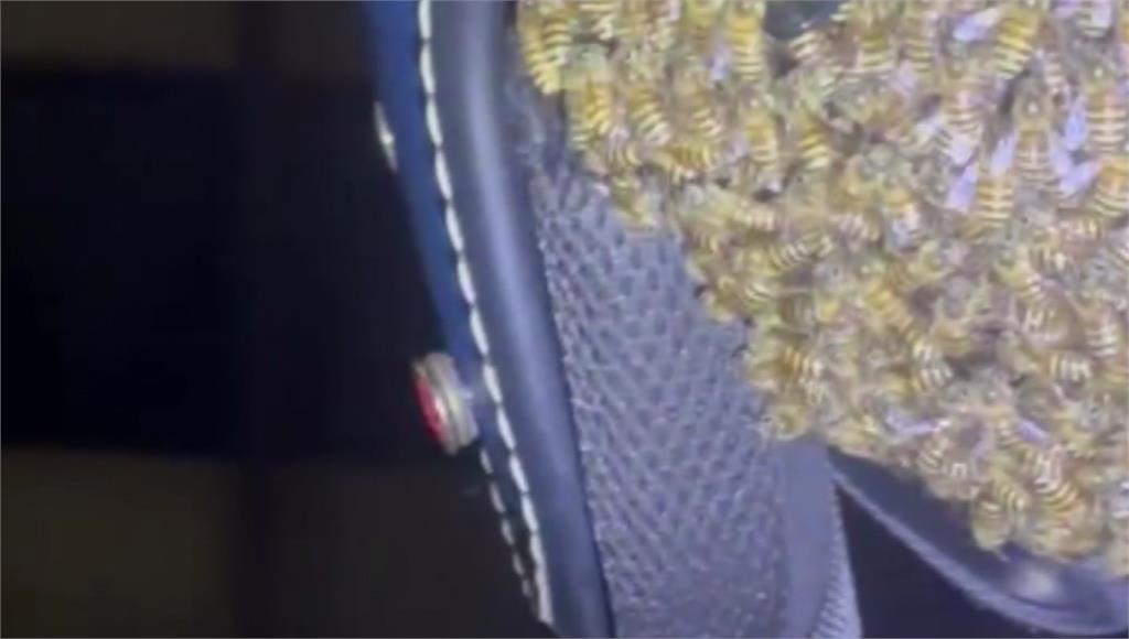 恐怖！安全帽變蜂窩 女伸手拿帽竟遭蜂刺