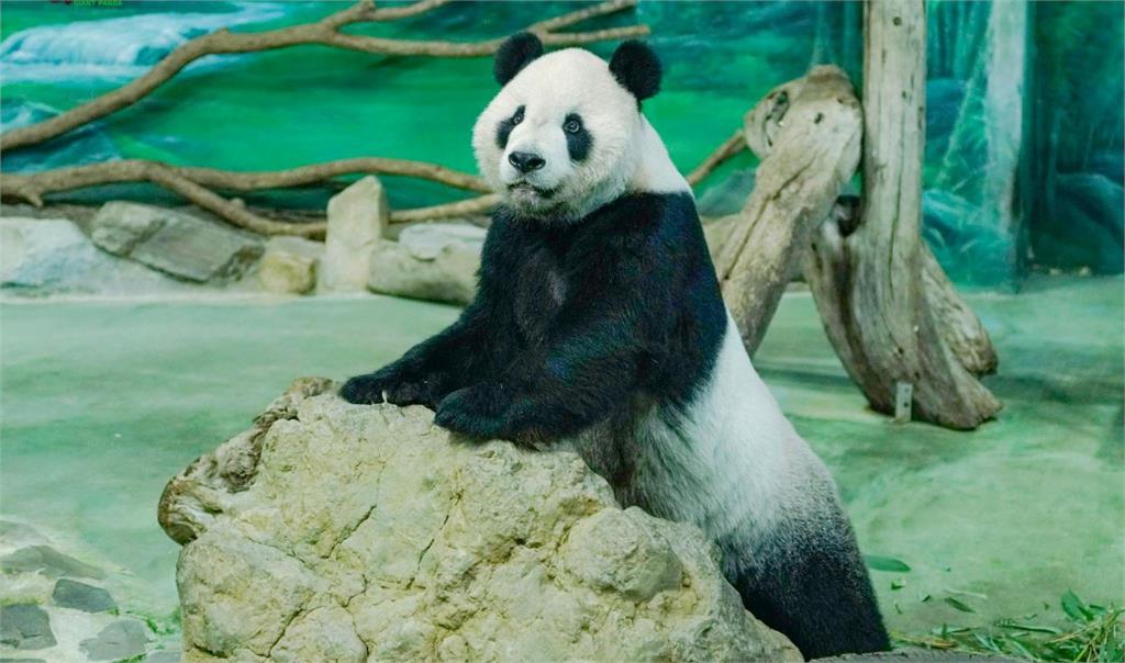 大貓熊「團團」癲癇恐是腦瘤！ 北市動物園14時說...