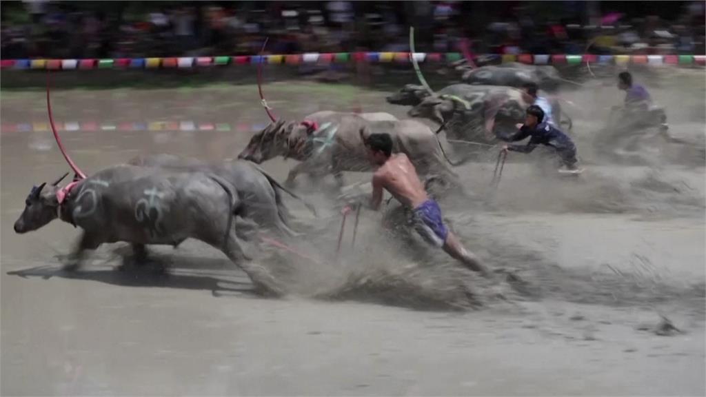 泰國百年傳統「奔牛節」。圖／路透社