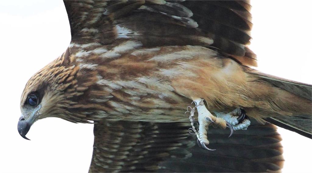 基隆一名鳥友拍攝的照片中，發現黑鳶的腳被魚鉤纏住。圖：網友提供