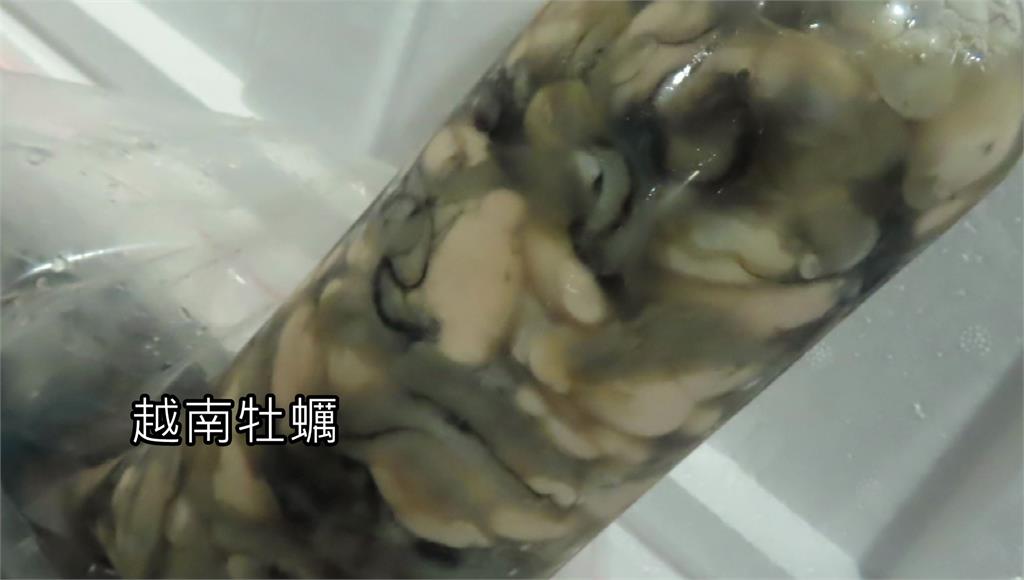 越南牡蠣檢驗出致癌物「無機砷」超標5.4倍。圖／台視新聞