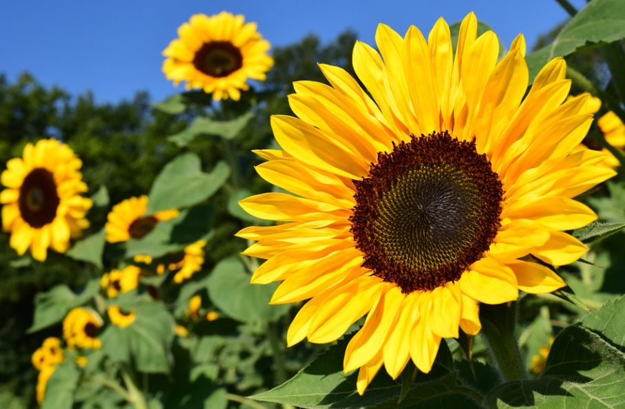 烏克蘭國花向日葵成「反戰」象徵。圖／翻攝自Pixabay