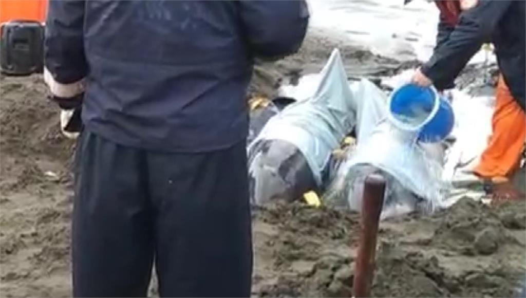 3隻保育類海豚擱淺在新北市八里「挖仔尾」沙灘，其中一隻是懷孕初期的媽媽。圖／台視新聞