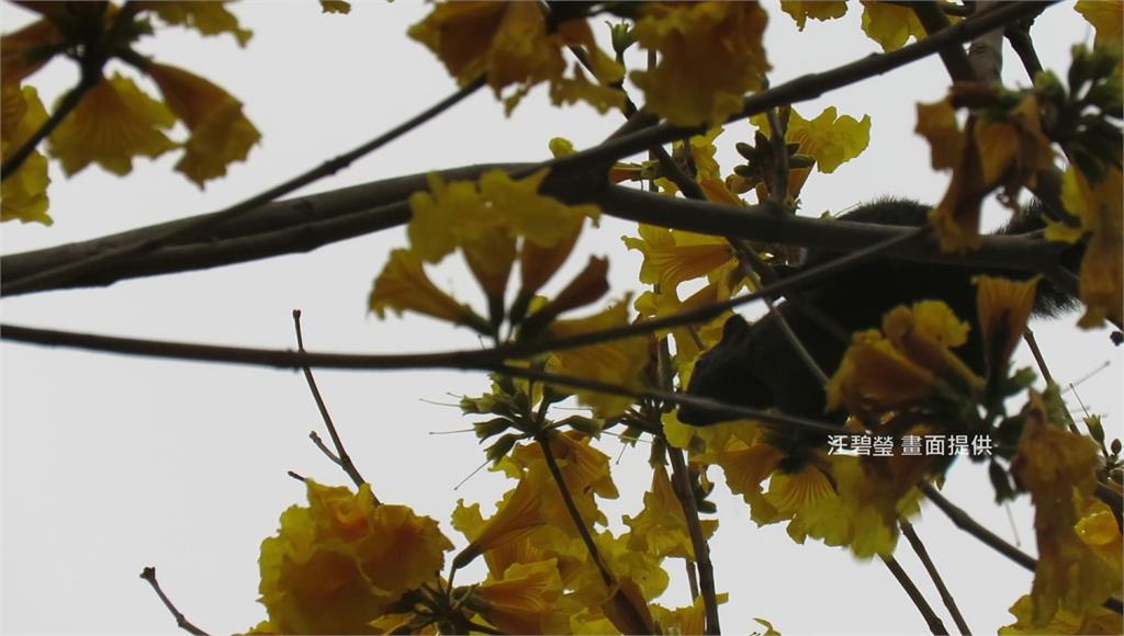 松鼠在樹枝花叢間頭探腦採花來吃。圖：汪碧瑩提供