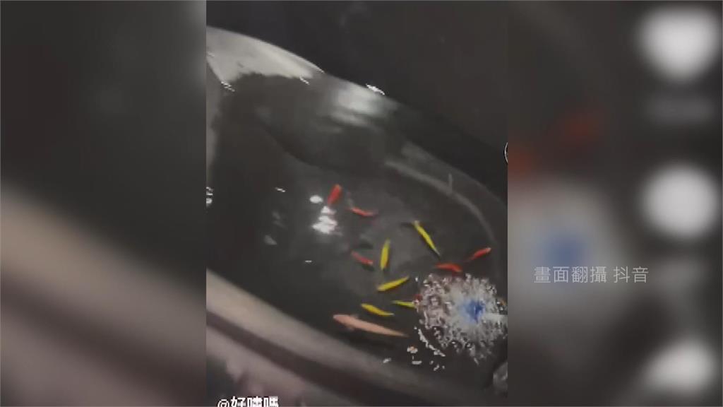 機車置物箱改造成「移動魚缸」！ 水族館業者這樣說