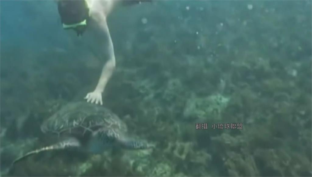「亂摸」驚擾海龜，最高恐罰30萬元。圖／翻攝自小琉球聯盟