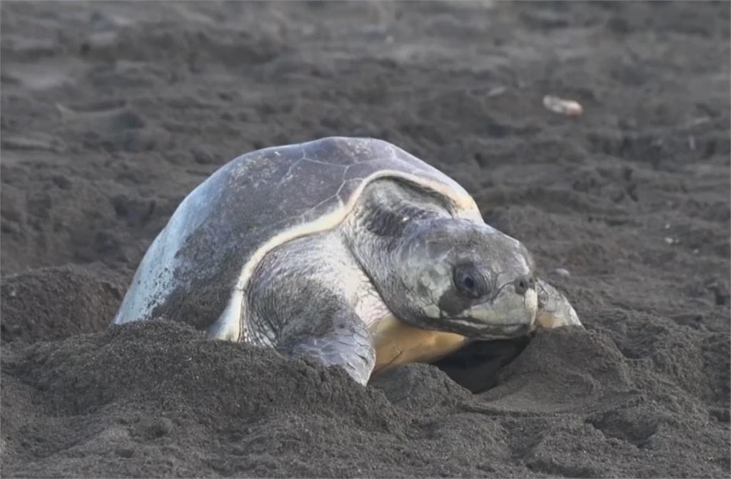 海龜蛋時常被盜採，影響生態平衡。圖：翻攝自AP