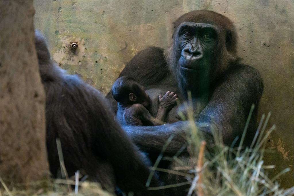 哥倫布市立動物園內被認定是「雄性」的大猩猩誕下寶寶。圖／翻攝自Facebook@Columbus Zoo and Aquarium