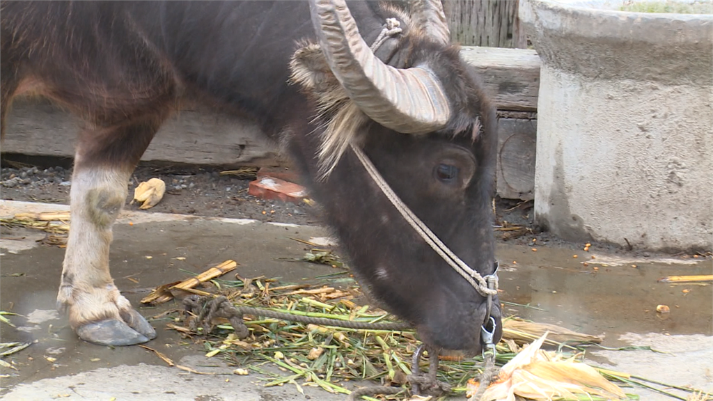 「養水牛」呈現農村文化 嘉義頂菜園遭檢舉違法