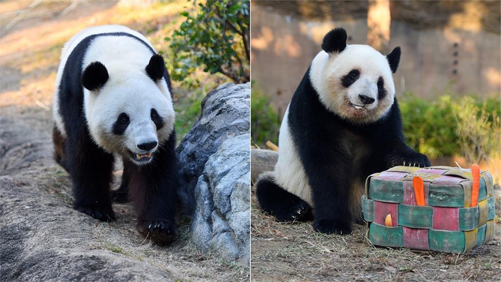 日議員喊「想看貓熊去台灣」、與台動物交流 國台辦怒批：癡人說夢