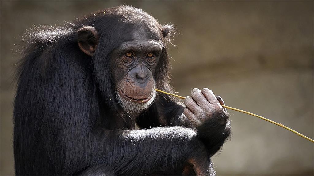 研究發現，黑猩猩有獨特的溝通方式。圖／翻攝自PIXABAY