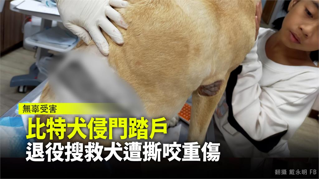 2隻比特犬侵門踏戶闖民宿 退役搜救犬遭撕咬重傷