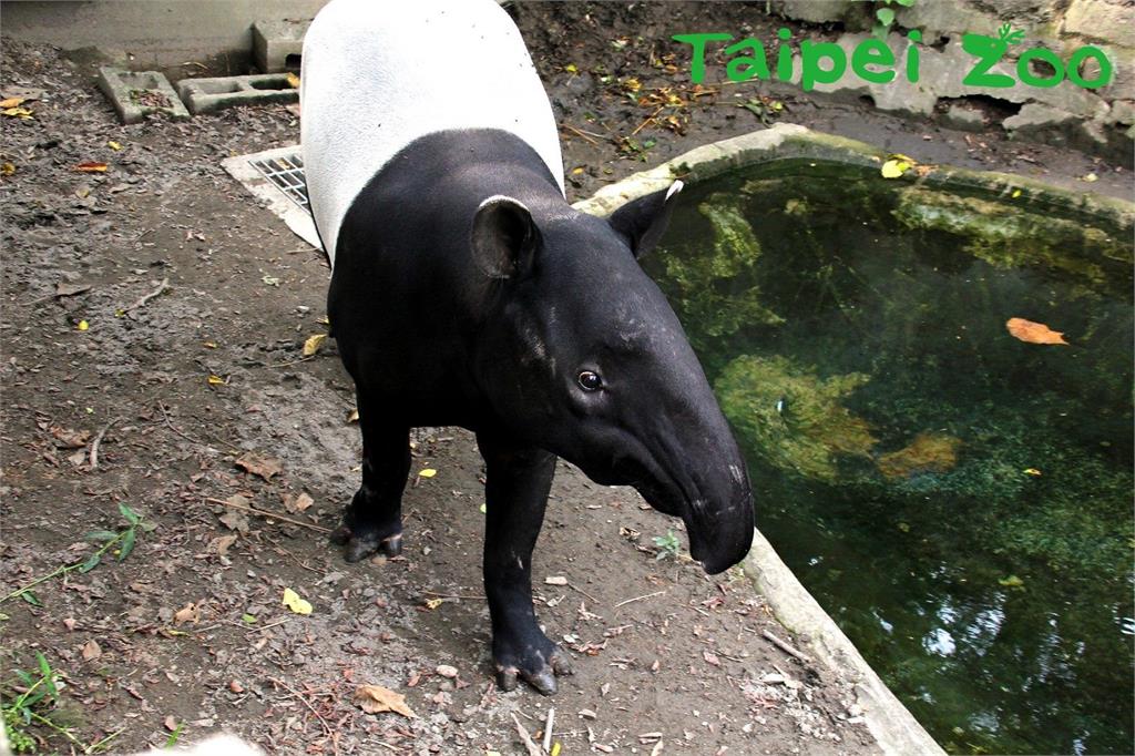 馬來貘「貘克」18日下午過世。圖／翻攝自台北市立動物園