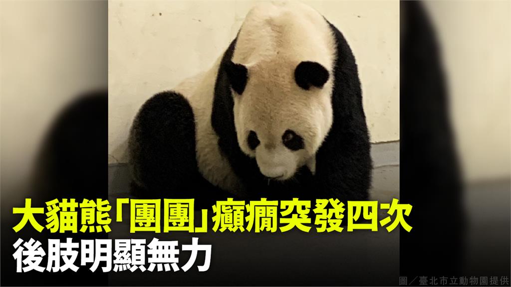 大貓熊「團團」短時間內發作4次癲癇。圖／台北市立動物園提供