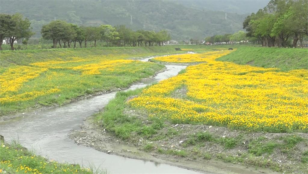 元宵節前限定美景 鳳林波斯菊花海綻放