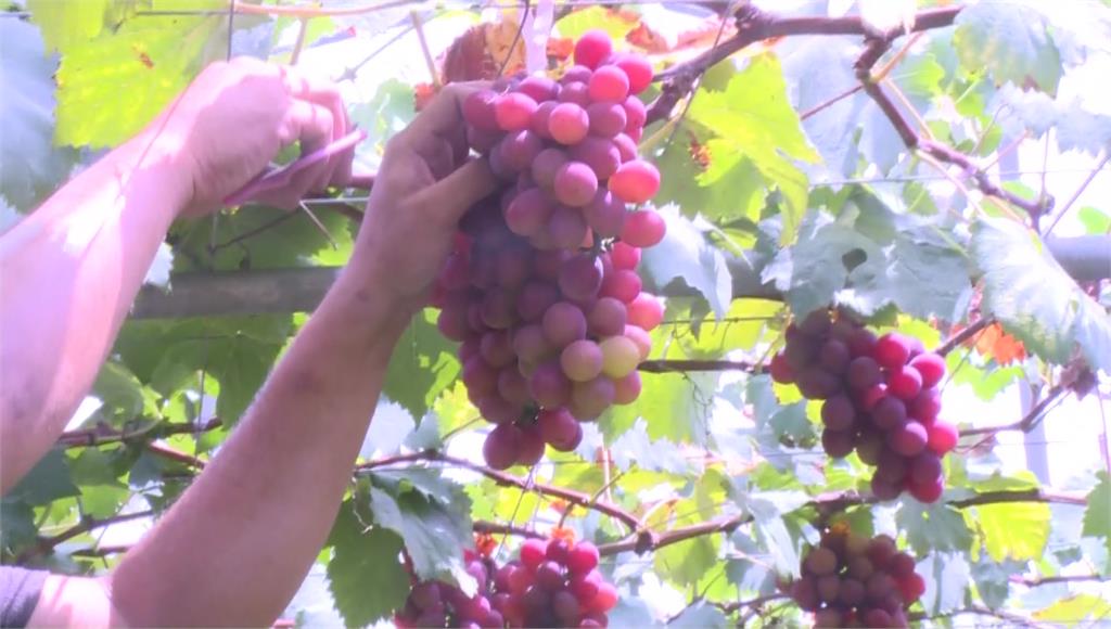 農糧署澄清消費者對彰化葡萄疑慮。圖／台視新聞