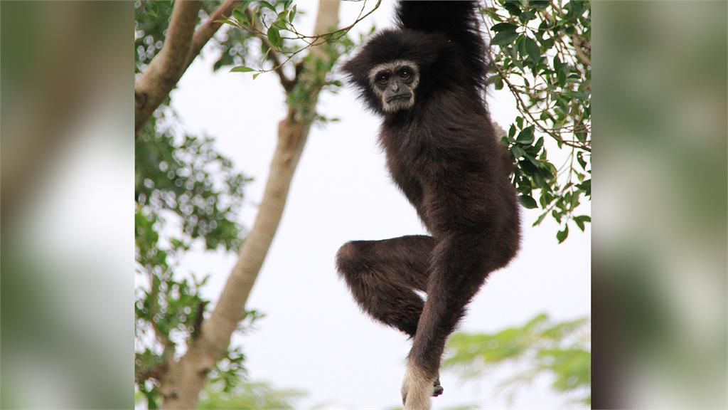 日本長崎縣動物園一隻獨自關在籠子長達5年的白掌長臂猿，突然懷孕產子，讓園方相當驚訝。圖／翻攝自Pixabay（示意圖，非當事畫面）