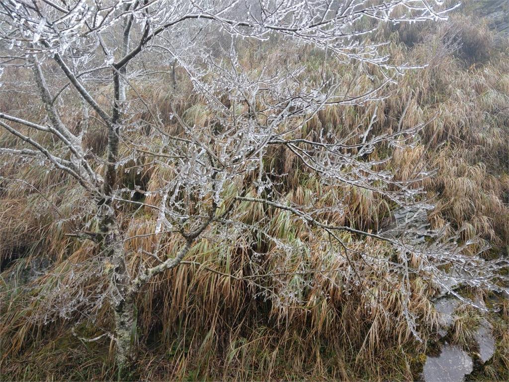 太平山上的樹枝與葉面「結冰」。圖／遊客提供