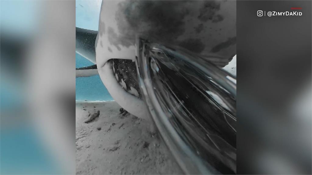 瑞士一名電影製片人意外拍下鯊魚口腔內部。圖／翻攝自Instagram@zimydakid