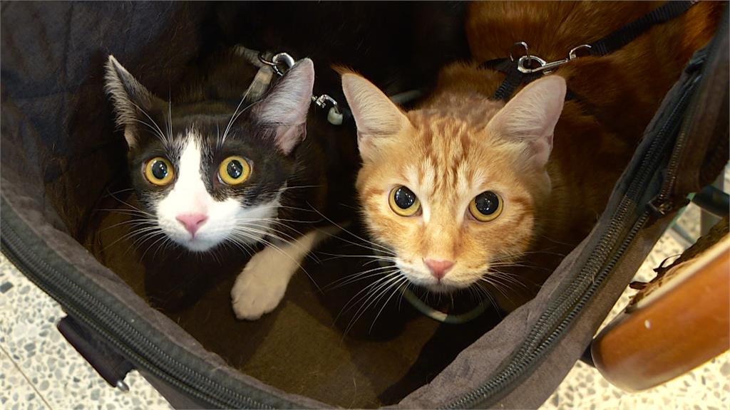 貓派勝了！全台家貓暴增至174萬隻 遠超新生兒7倍