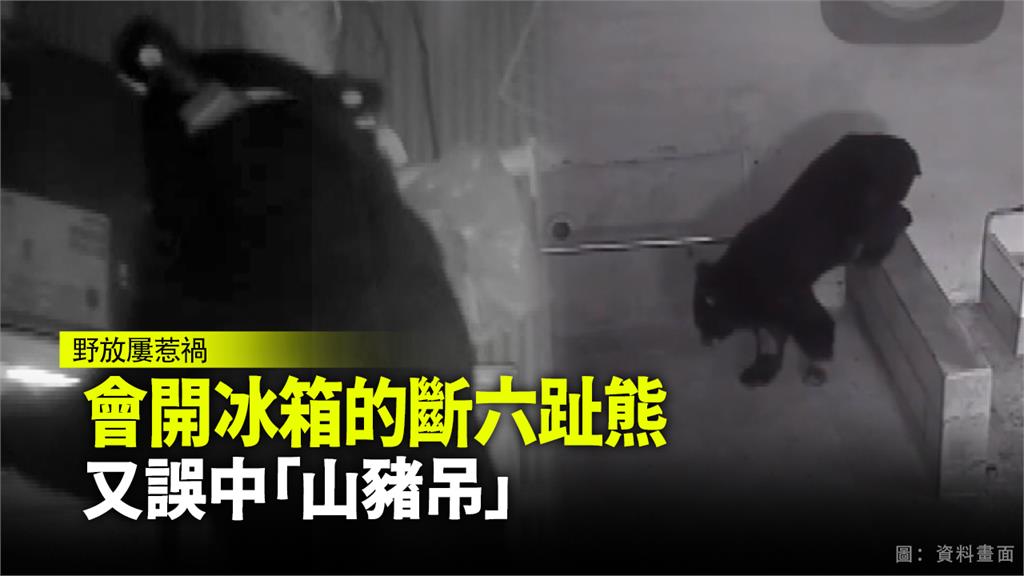編號711台灣黑熊再度受困山豬陷阱。圖：台視新聞