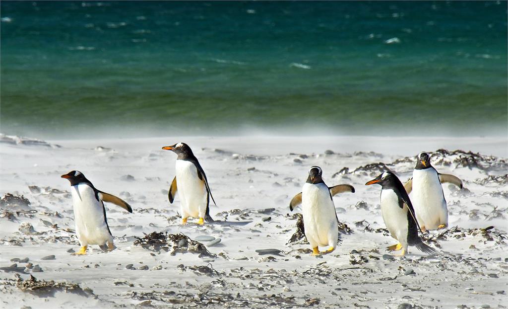 國外慈善機構招募員工到南極「數企鵝」。圖／翻攝自Pixabay（示意圖）