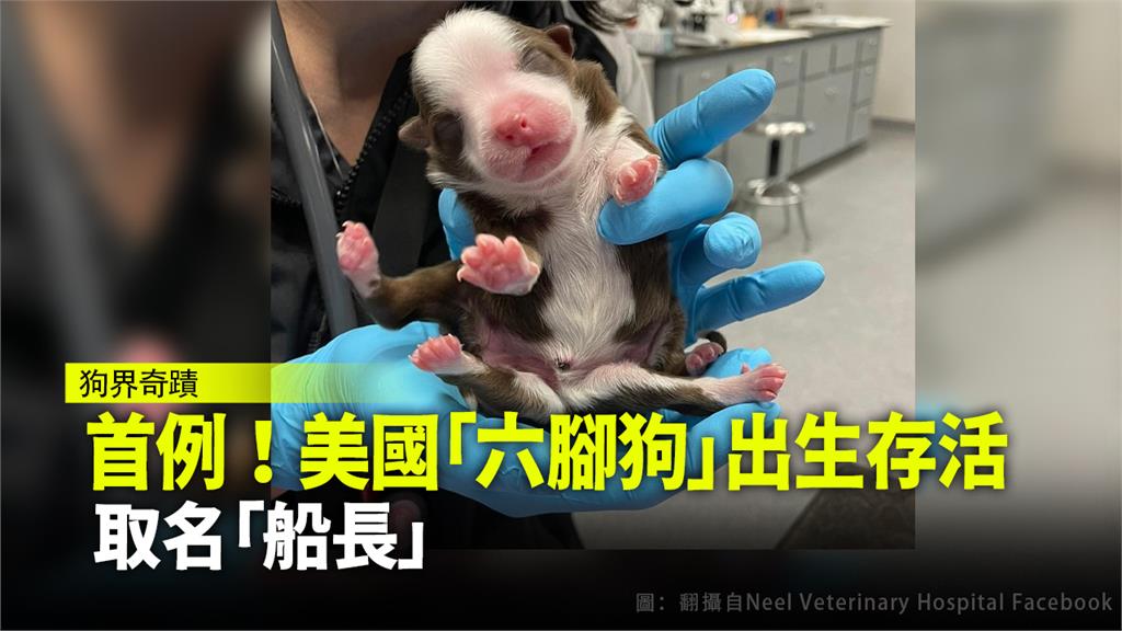 全球第一隻出生且成功存活的6腳狗「船長」。圖：翻攝自Neel Veterinary Hospital粉專