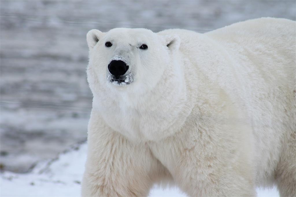 阿拉斯加西北部村莊的北極熊襲擊婦女和男孩。示意圖／翻攝自PIXABAY