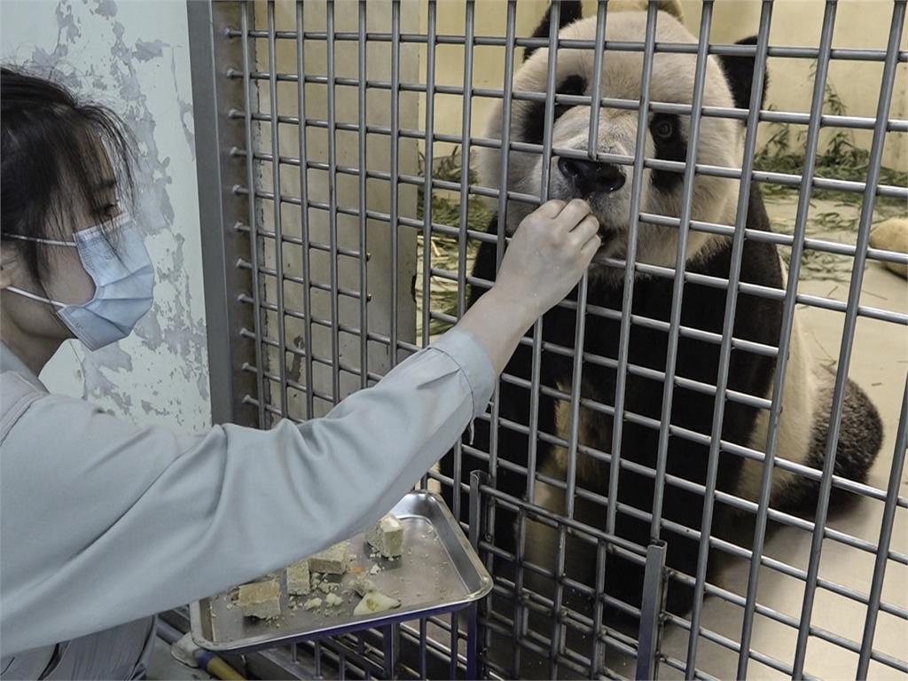 園方表示，這次中國專家來台探視以情感交流為主。圖／台北市立動物園提供