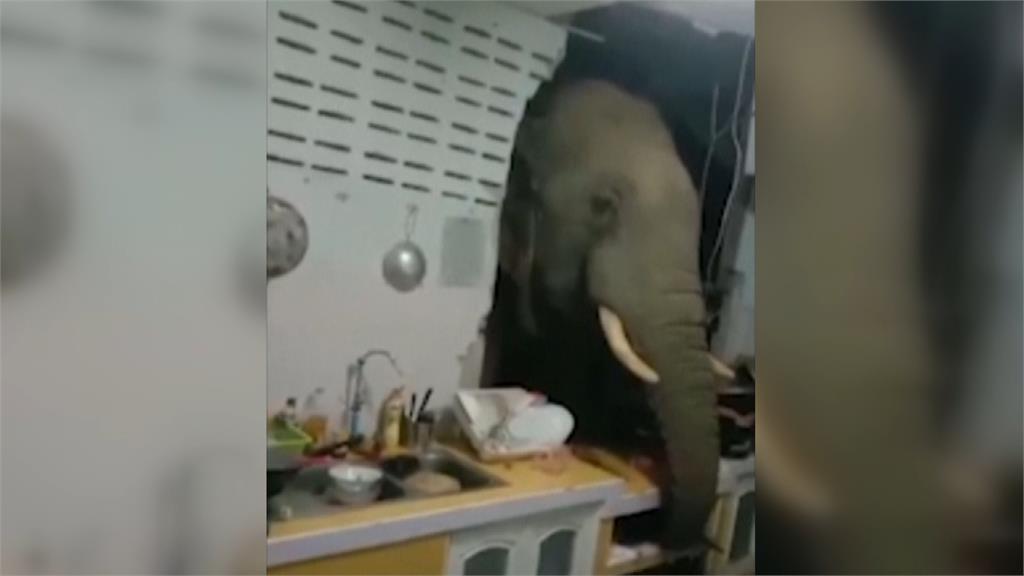 大象為了覓食，半夜直接破牆而入，闖民宅偷吃食物。圖／翻攝自AP Direct
