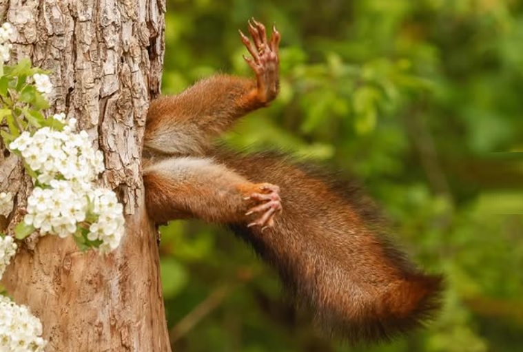 「卡樹洞的松鼠」抱走搞笑野生動物攝影獎冠軍。圖／翻攝自IG @comedywildlifephoto