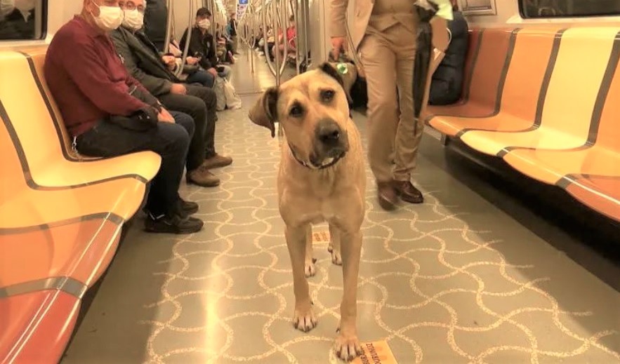 土耳其一隻會搭地鐵「流浪」的網紅犬將被富豪收養。圖／翻攝自Instagram@boji_ist
