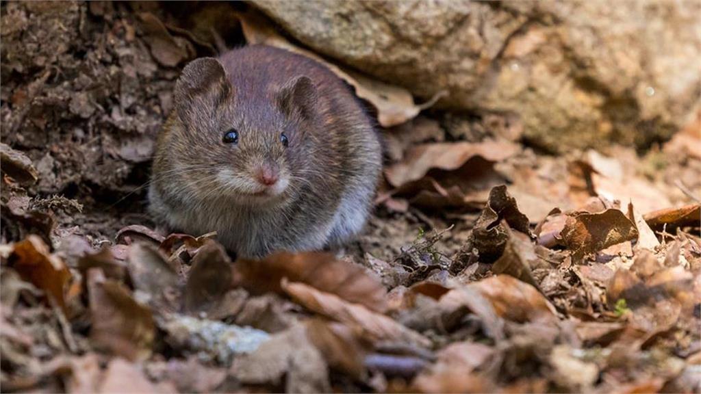 國內爆今年首例「漢他病毒」 北部7旬男感染死亡