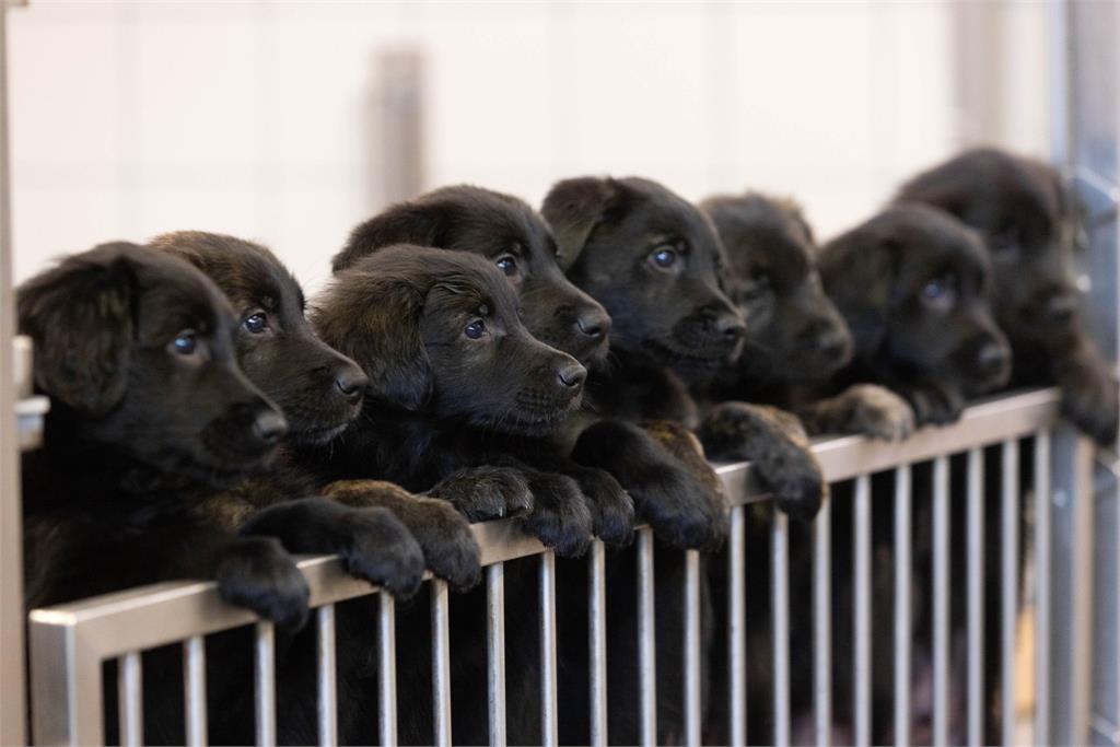 英國導盲犬協會有牧羊犬去年底一口氣生下16胎。圖／翻攝自Facebook@GuideDogsUK  