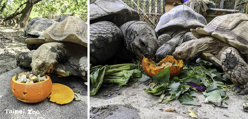 亞達伯拉象龜與蘇卡達象龜。圖／北市動物園提供