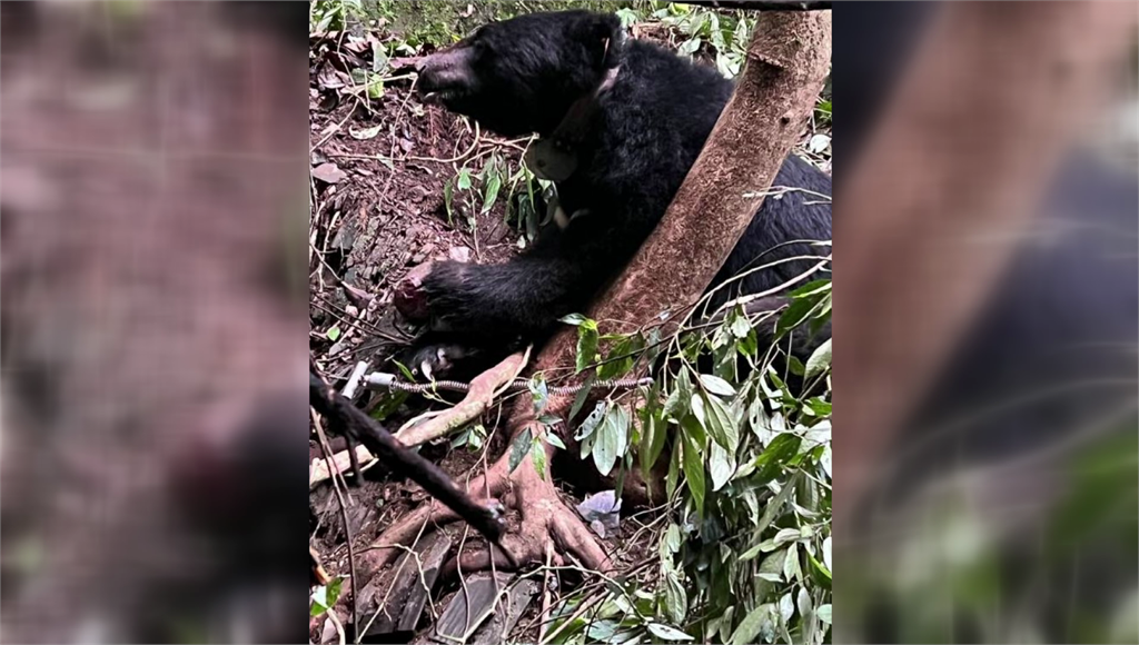 擊斃東卯山台灣黑熊，檢認定「非危急下射殺」起訴獵人。圖／台視新聞
