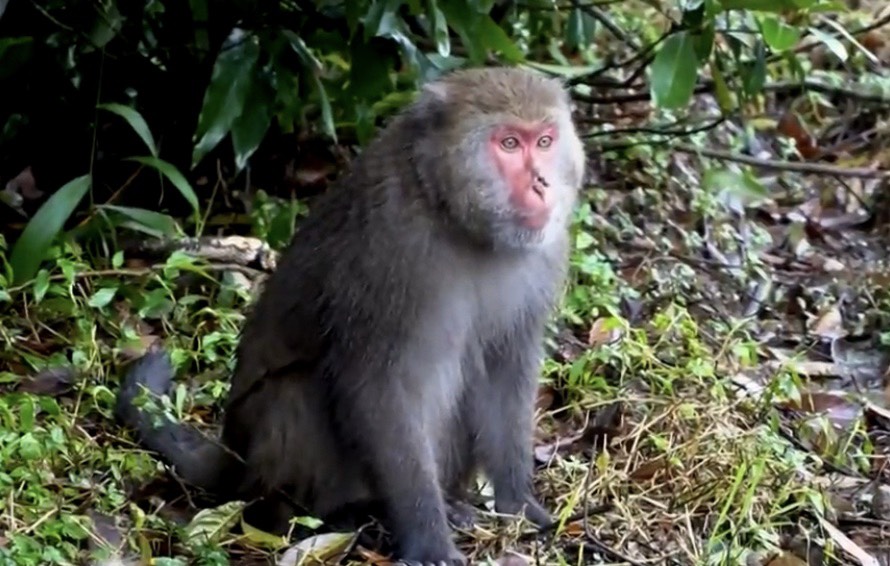 陽明山公園內的野生獼猴，虎視眈眈看著人類手上的食物。圖：台視新聞