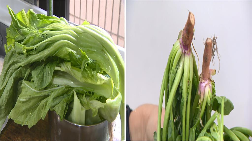 長年菜南北大不同 北芥菜、南帶根菠菜