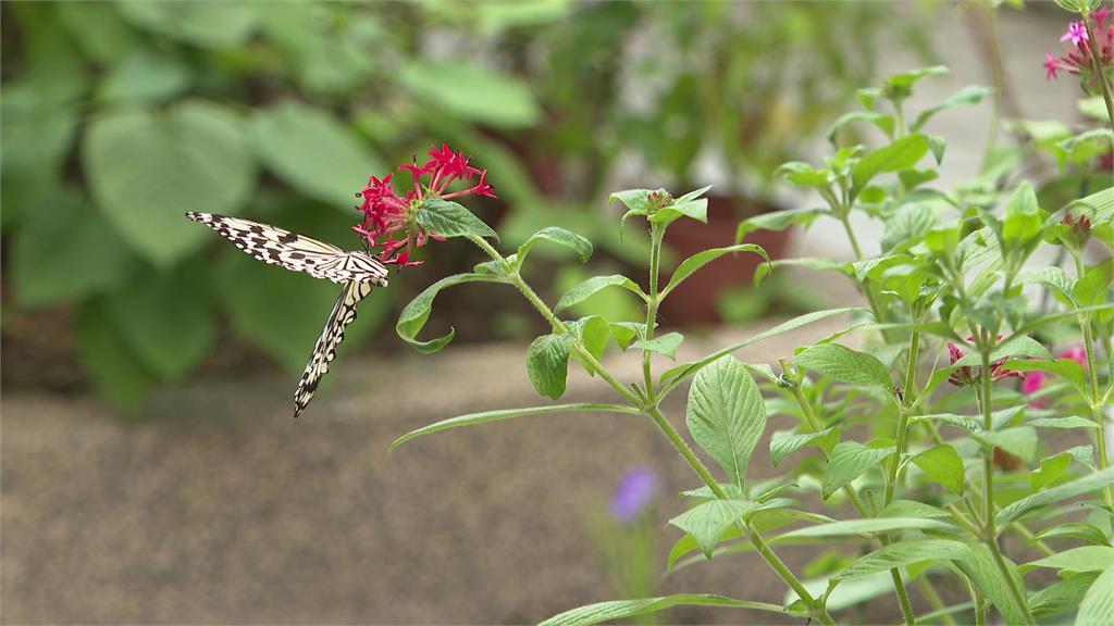不同種類的蝴蝶，對於不同蜜源植物，偏好程度也不盡相同。圖／台視新聞
