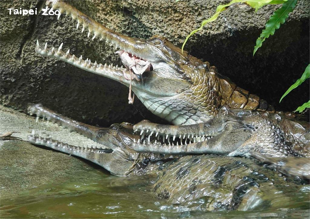 要等到明年天氣回暖，才有機會再看到馬來長吻鱷享用美食。圖／翻攝自Facebook@TaipeiZoo
