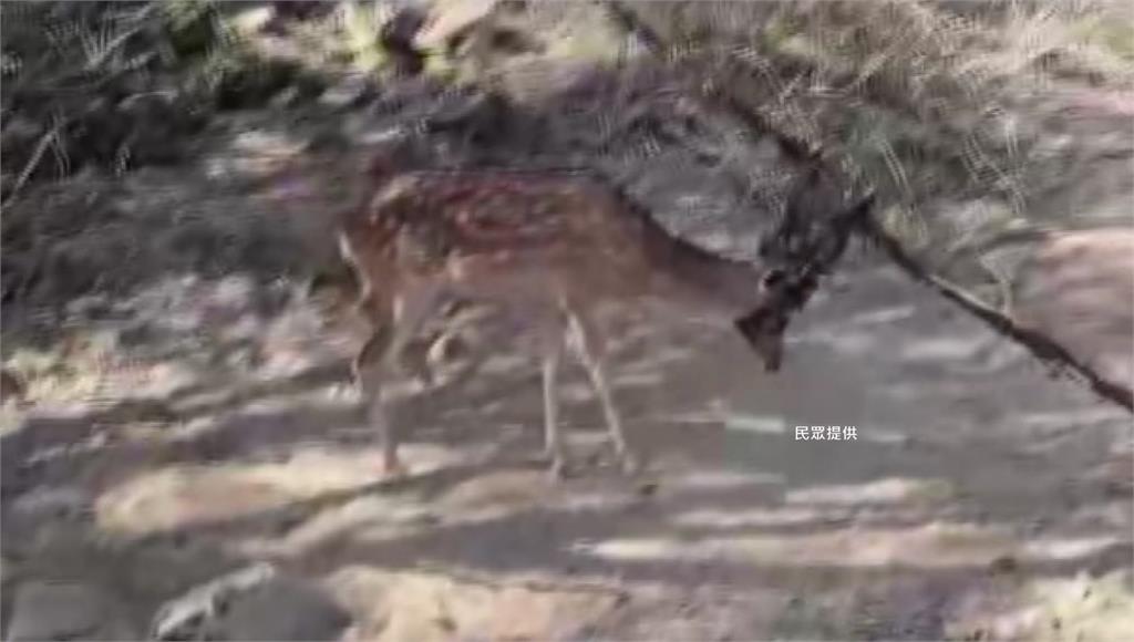 500公尺有20具屍體！墾丁國家公園淪梅花鹿墳場 墾管處緊急清查拆除