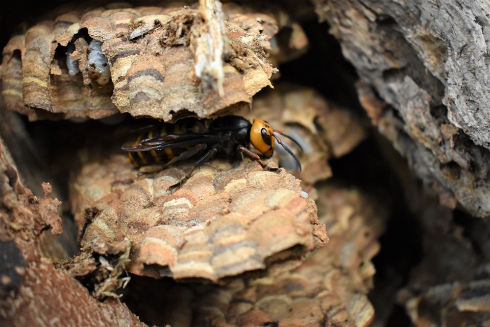 華盛頓州在2019年首次發現亞洲大虎頭蜂的蹤跡。圖／翻攝自Washington State Department of Agriculture官網