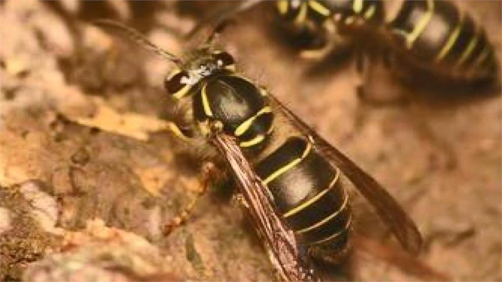 細黃胡蜂和虎頭蜂算是親戚。圖／台視新聞