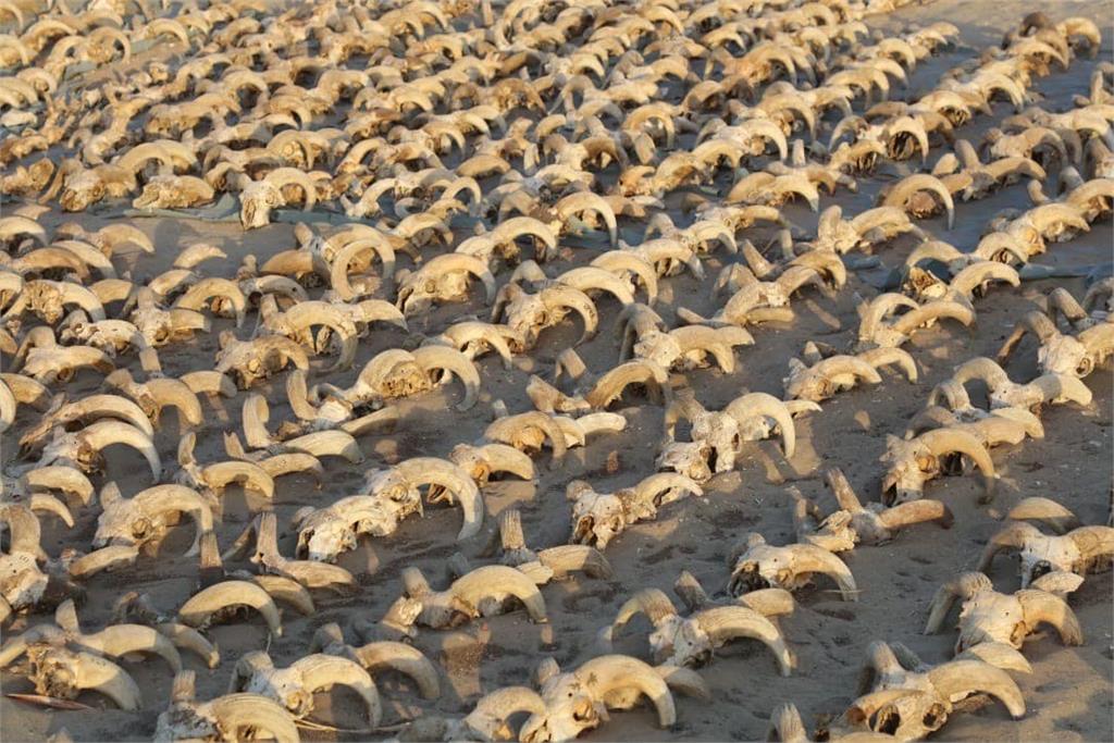 埃及挖出逾2000個「羊頭木乃伊」。圖／翻攝自Facebook@tourismandantiq